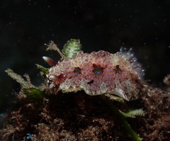 Dendrodoris krusensternii