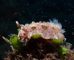 Dendrodoris krusensternii