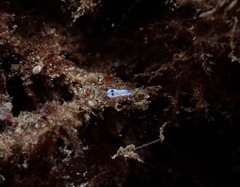 Goniobranchus vibratus