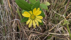 Silphium asteriscus