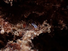 Goniobranchus vibratus