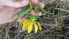 Silphium asteriscus