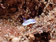 Goniobranchus vibratus