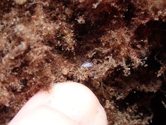 Goniobranchus vibratus