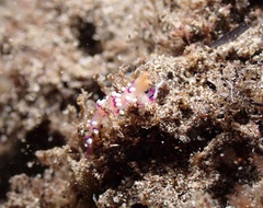 Coryphellina exoptata