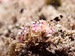 Coryphellina exoptata