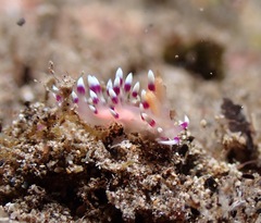 Coryphellina exoptata