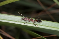 Myrmecia forficata