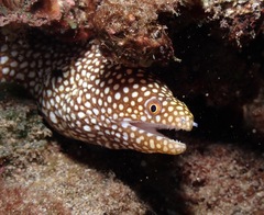 Gymnothorax meleagris