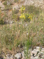 Asphodeline liburnica