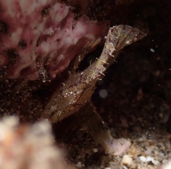 Taenianotus triacanthus