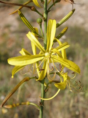 Asphodeline liburnica
