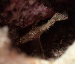 Taenianotus triacanthus