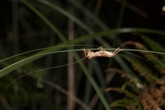 Gryllacrididae