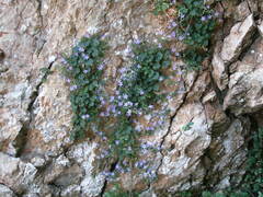 Campanula teutana
