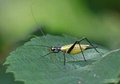 Oecanthus nigricornis