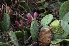 Opuntia cespitosa