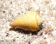 Conus quercinus
