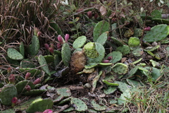 Opuntia cespitosa