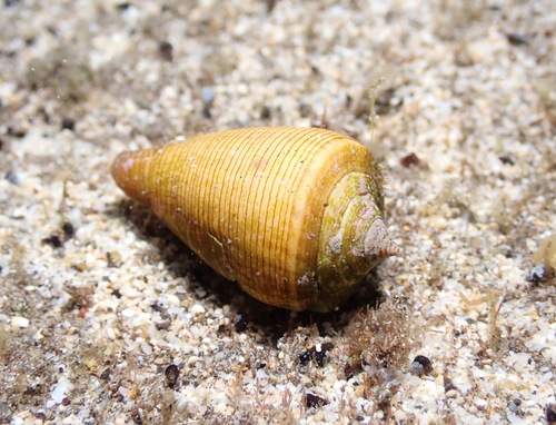 Conus quercinus, 2022-09-25