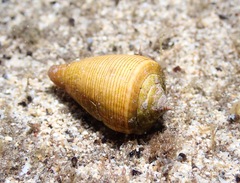 Conus quercinus