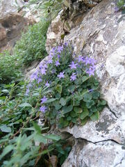 Campanula teutana