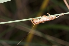Gryllacrididae