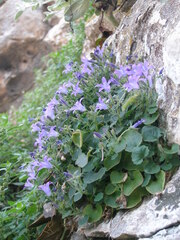 Campanula teutana