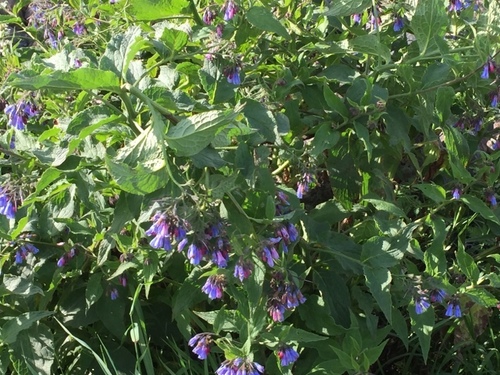Prickly comfrey (Symphytum asperum)