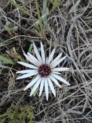 Gerbera viridifolia