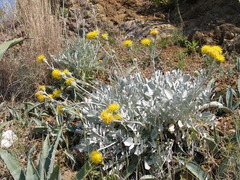 Centaurea ragusina