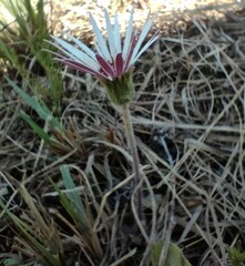 Gerbera viridifolia