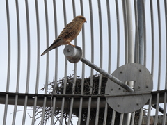 Falco rupicoloides