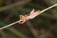 Gryllacrididae