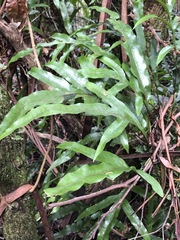 Microsorum pustulatum