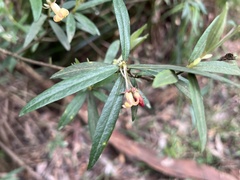 Pittosporum bicolor