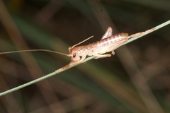 Gryllacrididae