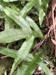 Microsorum pustulatum