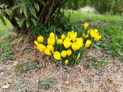 Sternbergia lutea