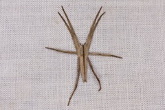 Gryllacrididae