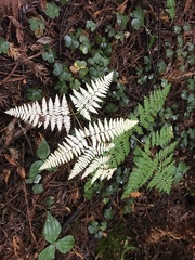 Pteridium aquilinum pubescens