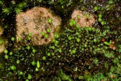 Bartramia nothostricta