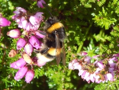 Bombus terrestris audax