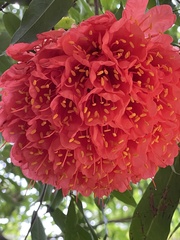 Brownea grandiceps