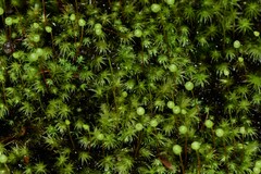 Bartramia nothostricta