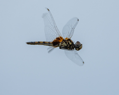 Macrodiplax balteata