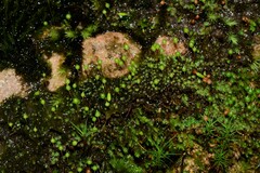 Bartramia nothostricta