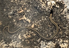 Thamnophis cyrtopsis