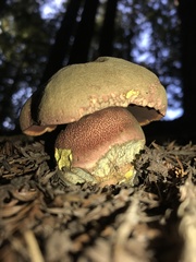 Rubroboletus pulcherrimus