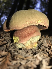 Rubroboletus pulcherrimus